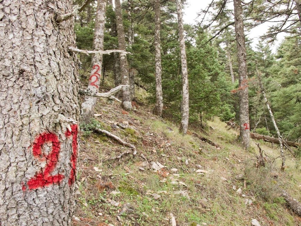 Αρίθμηση δέντρων