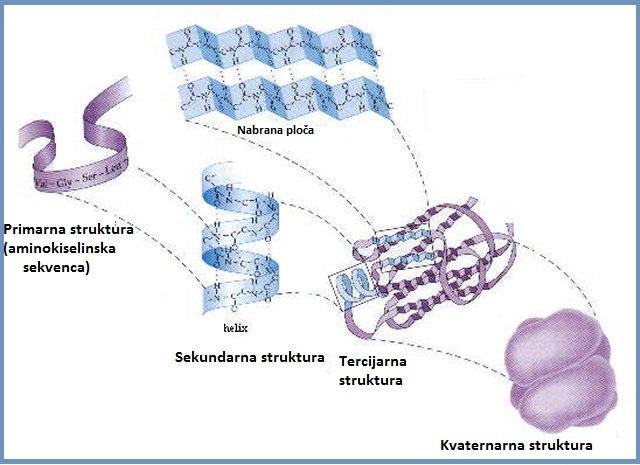 Primarna struktura proteina - podrazumijeva redoslijed vezivanja aminokiselina u peptidnom lancu.