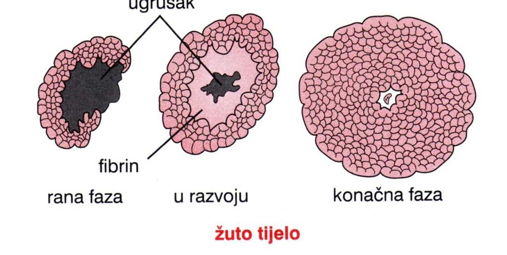 Mjesečni ovarijski ciklus Stadiji rasta folikula u jajniku; prikazano je i stvaranje žutog tijela folikularna faza ovarijskog ciklusa prvi stadij rastenja folikula je umjereno povećanje same jajne