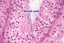 Τα κύτταρα Sertoli συνδέονται μεταξύ τους με εκτεταμένες, στενές συνάψεις οι οποίες εντοπίζονται προς τη βασική στοιβάδα του σπερματικού επιθηλίου.