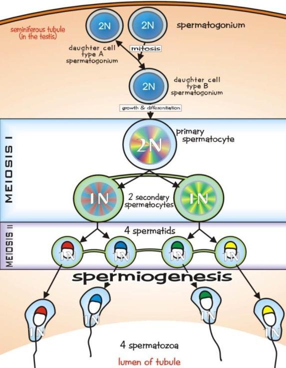 Μια σειρά σύνθετων μετασχηματισμών, οδηγεί από τα αρχέγονα γεννητικά κύτταρα στα ώριμα σπερματοκύτταρα.