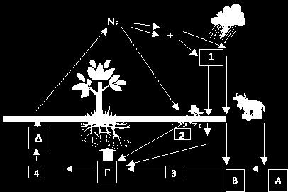 11. Στο διάγραμμα που ακολουθεί παριστάνεται ο κύκλος του αζώτου σε ένα φυσικό οικοσύστημα. Να ονομάσετε τις διαδικασίες 1, 2, 3, 4 και τη μορφή με την οποία βρίσκεται το άζωτο στα Α, Β, Γ και Δ.