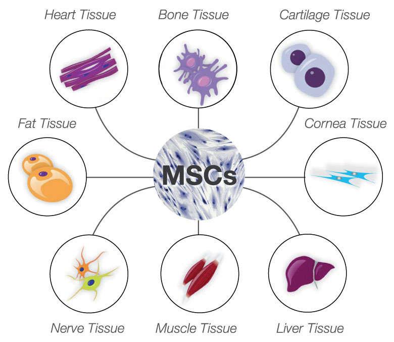 ~ 53 ~ 2.8 Μεσεγχυματικά βλαστικά κύτταρα (Mesenchymal Stem Cells - MSCs) Τα μη-αιμοποιητικά βλαστοκύτταρα του στρώματος του μυελού ονομάζονται μεσεγχυματικά βλαστικά κύτταρα (MSCs).