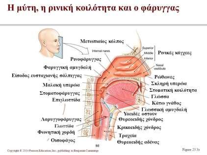 2) Ο υπογνάθιος αδένας, βρίσκεται στο οπίσθιο τμήμα του εδάφους του στόματος και εκβάλλει στην υπογλώσσια θηλή, δίπλα στο γλωσσικό χαλινό.