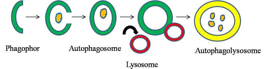 ΕΙΣΑΓΩΓΗ Αυτοφαγία: ομοιοστατικός καταβολικός μηχανισμός Το κύτταρο διασπά τα συστατικά του σε συνθήκες κυτταρικού στρες