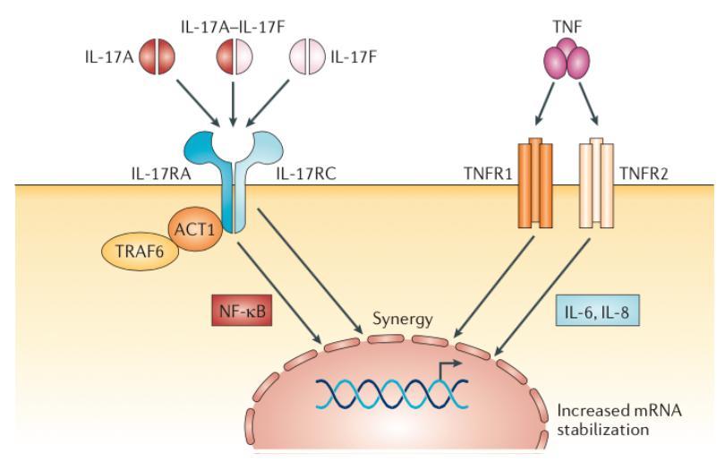 ΕΙΣΑΓΩΓΗ Η ιντερλευκίνη-17 (IL-17) είναι μία προ-φλεγμονώδης κυτοκίνη που