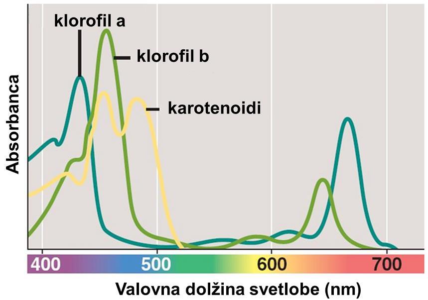 L3.1.2.3 Absorpcija organskih molekul Slika L3.2: VIS spekter klorofila a in b ter karotenoidov Vsak gradnik snovi (ion, atom, molekula) ima na voljo določena energetska stanja.