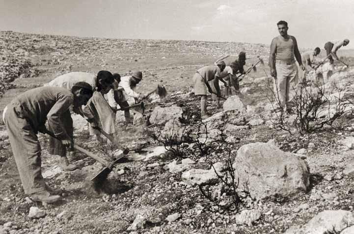 התבססות משאב היער בישראל: מדיניות, מעשים ותוצאות מראשית הייעור ועד שנת 1960 תמונה 3: כסלון עולים חדשים מועסקים בעבודות ייעור )מתוך: ארכיון קק"ל 040 D3017; צילום: ורנר בראון, 01/01/1950(.