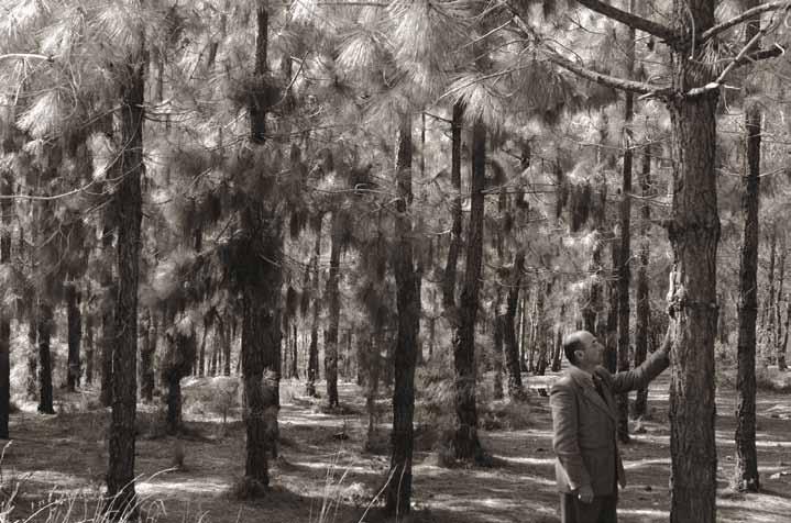 יער, גיליון מס' 18, דצמבר 2017, כסלו תשע"ח Picture 4: Ben Shemen Forest (Photo: Avraham Malavsky, 1950). תמונה 4: יער בן שמן )מתוך: ארכיון קק"ל 034 D1126; צילום: אברהם מלבסקי, 01/01/1950(.