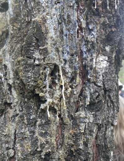 מחלת כיב ושרף האורן canker( )Pine pitch הנגרמת על ידי הפטרייה Fusarium circinatum בכותרת העץ. הידבקויות נשנות כאלה ניכרות בברור בשל הפרשה רבה של שרף.