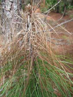 Picture 4: A cross-section of a pine tree trunk that shows the beginning of plant tissue mortality as a result of infection.