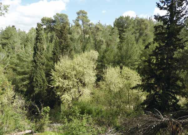 עצי תפארת תמונה 1: עצי בוקיצה שעירה בנחל משמר העמק )צילום: רועי הראל, 2017(.