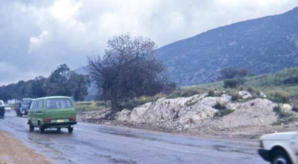 עצי תפארת האלה האטלנטית atlantica( )Pistacia בצומת העמקים )צומת ג'למה( עמנואל קאופשטיין סמוך לצומת העמקים, על כביש 70, גדל עץ אלה אטלנטית אשר נשמר תודות למאמצים ושיתוף פעולה בין אנשי קק''ל ומע''צ בעת