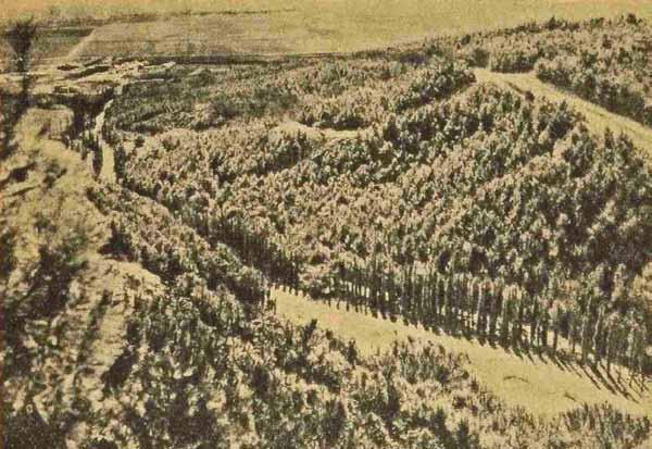 מן הארכיון Balfour Forest (plot 7), 20 years after planting (1947). יער בלפור )חלקה 7( בגיל 20 שנה, פינת הקסם )1947(.