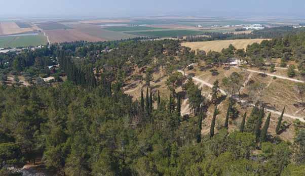 מהנטיעה המקורית של 1927 ניתן להבחין בשדרת הברושים הצריפיים בוואדי היורד מהיער לעבר הקיבוץ.