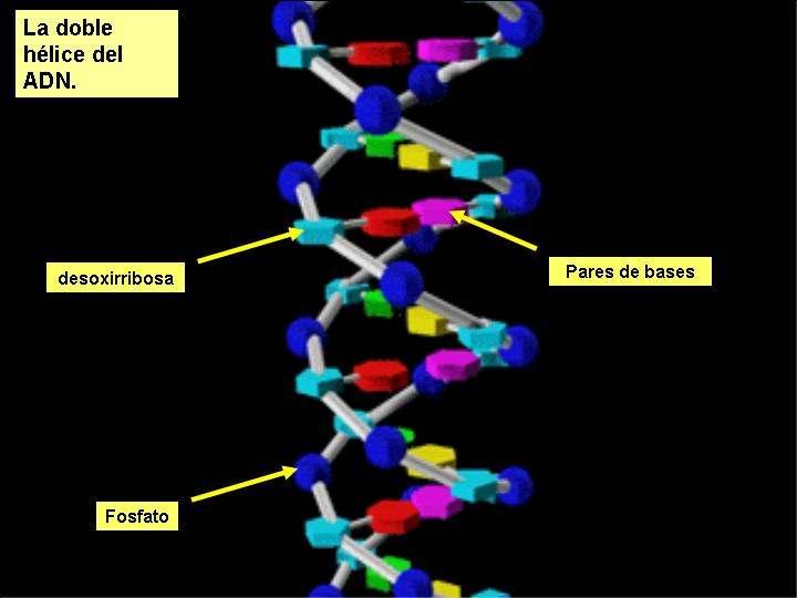 O esqueleto covalente sitúase no exterior da hélice (hidrófilo), cos grupos fosfato cargados negativamente, dispostos cara fóra.