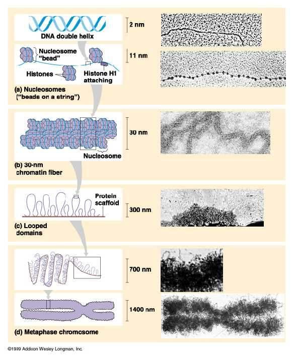 Niveis de empaquetamento superiores Os solenoides enrólanse formando a cromatina do núcleo