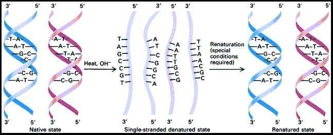 En determinadas condicións, unha disolución de DNA monocatenario (desnaturalizado), pode volver a formar o DNA nativo (de dobre cadea).