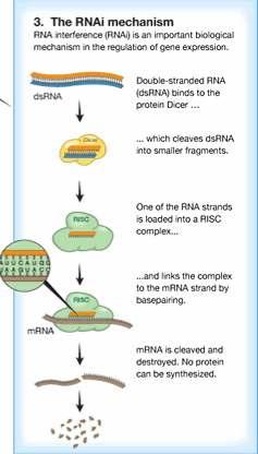 O inicio da interferencia por ARN comeza coa aparición, no citoplasma celular, dunha longa molécula de ARN bicatenario que se forman espontaneamente no curso da multiplicación de certos virus e a