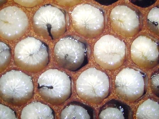 brazílske, dokážu zburcovať k útoku aj včely iného spoločenstva. Včelí jed je bezfarebná kvapalina, ktorá sa tvorí v jedovej žľaze robotníc a matky.