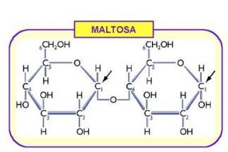 Disacáridos