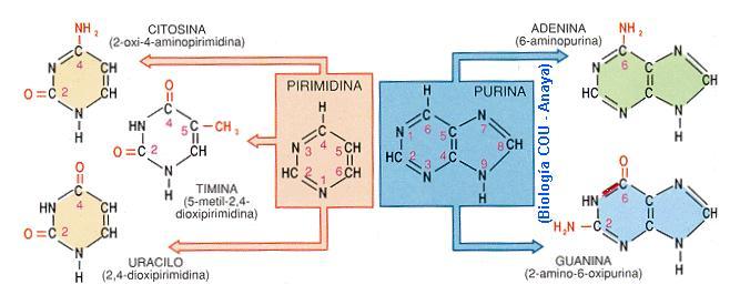 Nucleótidos Formados por una