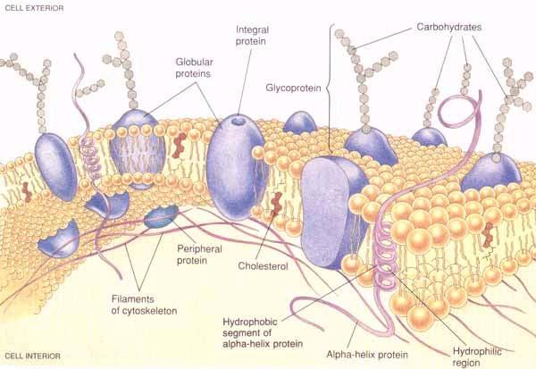 EPR i struktura proteina Ili šta sve treba uraditi i koliko se namučiti da bi se dobila struktura proteina, naročito ako je to membranski protein?