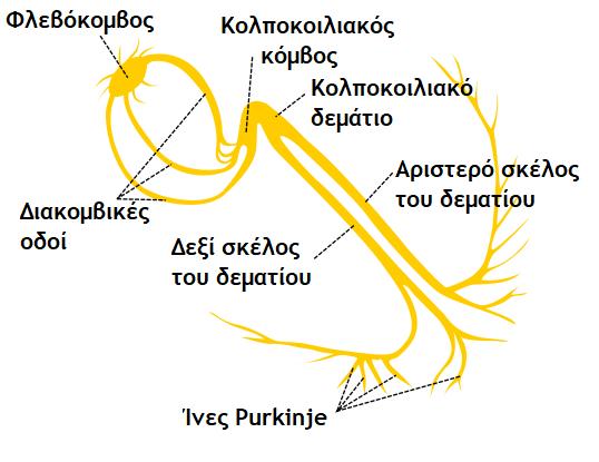 σύστημα παραγωγής και αγωγής του ερεθίσματος