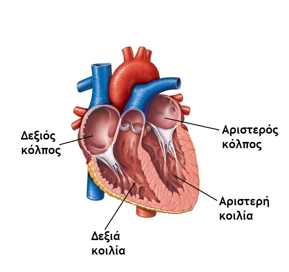 Η Καρδιά Ανατομία της