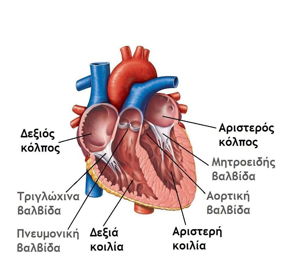 Η Καρδιά Μηνοειδείς βαλβίδες