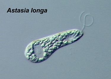 Euglena gracilis Ako se kloroplasti razgrade uslijed utjecaja visoke temperature