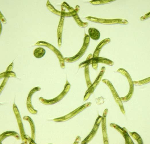o o o Euglena najčešće