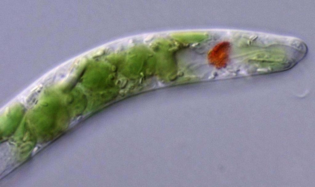 Na mjestu stapanja bičeva nalazi se parakristalna struktura ili stigma tj. organel osjetljiv na svjetlo (fotoreceptor). Stigma ili očna pjega obojena je crveno ili narančasto.