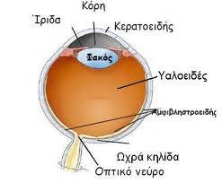 ΚΩΝΙΑ Καμπύλες ευαισθησίας μπλε