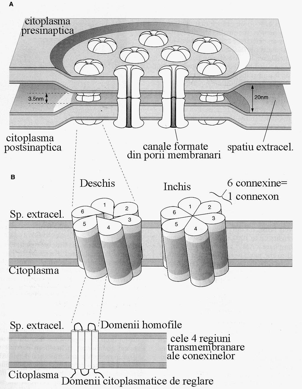 Un model tridimensional al sinapsei electrice: A. Secţiune prin sinapsă.