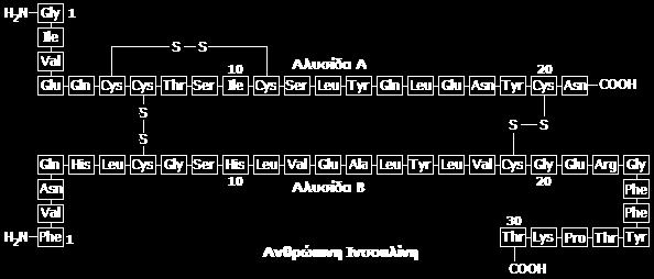 λιπώδη κύτταρα (adipocytes). Χωρίς την ινσουλίνη τα κύτταρα αυτά δεν μπορούν να προσλάβουν γλυκόζη που αποτελεί την κύρια πηγή χημικής ενέργειας.