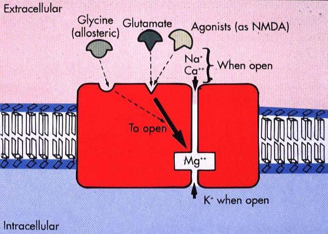 NMDA receptor: