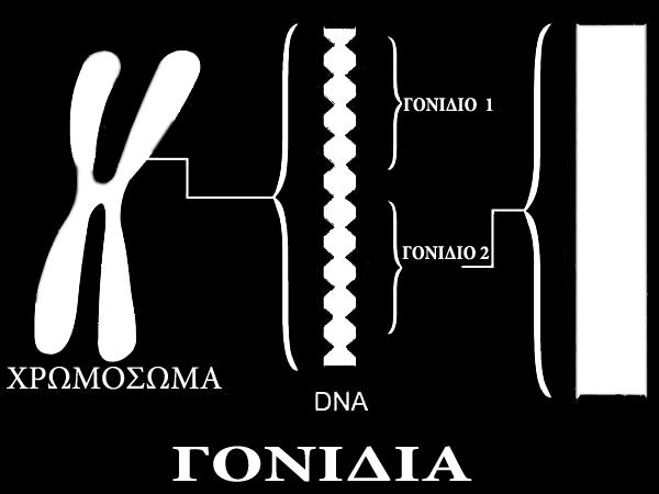 ΓΟΝΙΔΙΑ η μικρότερη αυτοτελήσ