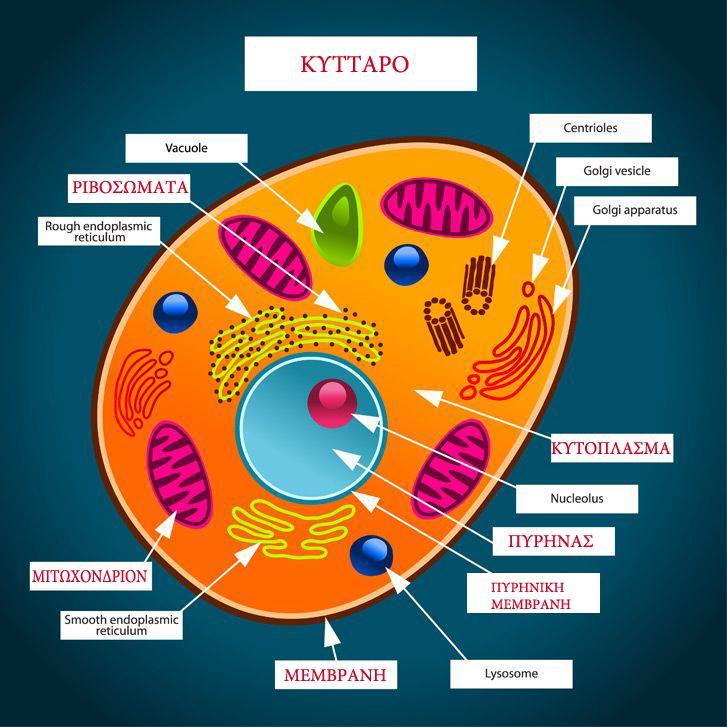 ζωήσ. Πολλά είδη κυττάρων.