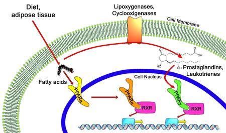 ΟΙ ΠΥΡΗΝΙΚΟΙ ΥΠΟΔΟΧΕΙΣ PPAR (peroxisome proliferator-activated receptors) ΕΙΝΑΙ ΜΙΑ ΟΙΚΟΓΕΝΕΙΑ ΜΕΤΑΓΡΑΦΙΚΩΝ ΠΑΡΑΓΟΝΤΩΝ ΠΟΥ ΕΝΕΡΓΟΠΟΙ- ΟΥΝΤΑΙ ΑΠΟ ΣΥΝΔΕΤΕΣ