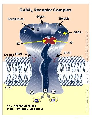 Receptor GABA A Pentomer različnih podenot: nα n β n γ (n = 1-3) α1 - α6 β1- β4 γ1 - γ2 δ (možnih več kot 2000 kombinacij)