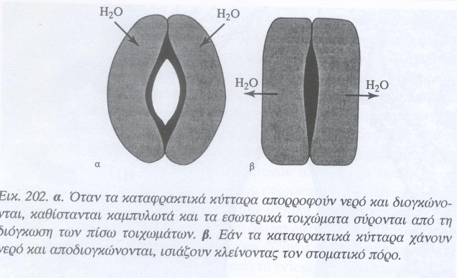 Καταφρακτικά