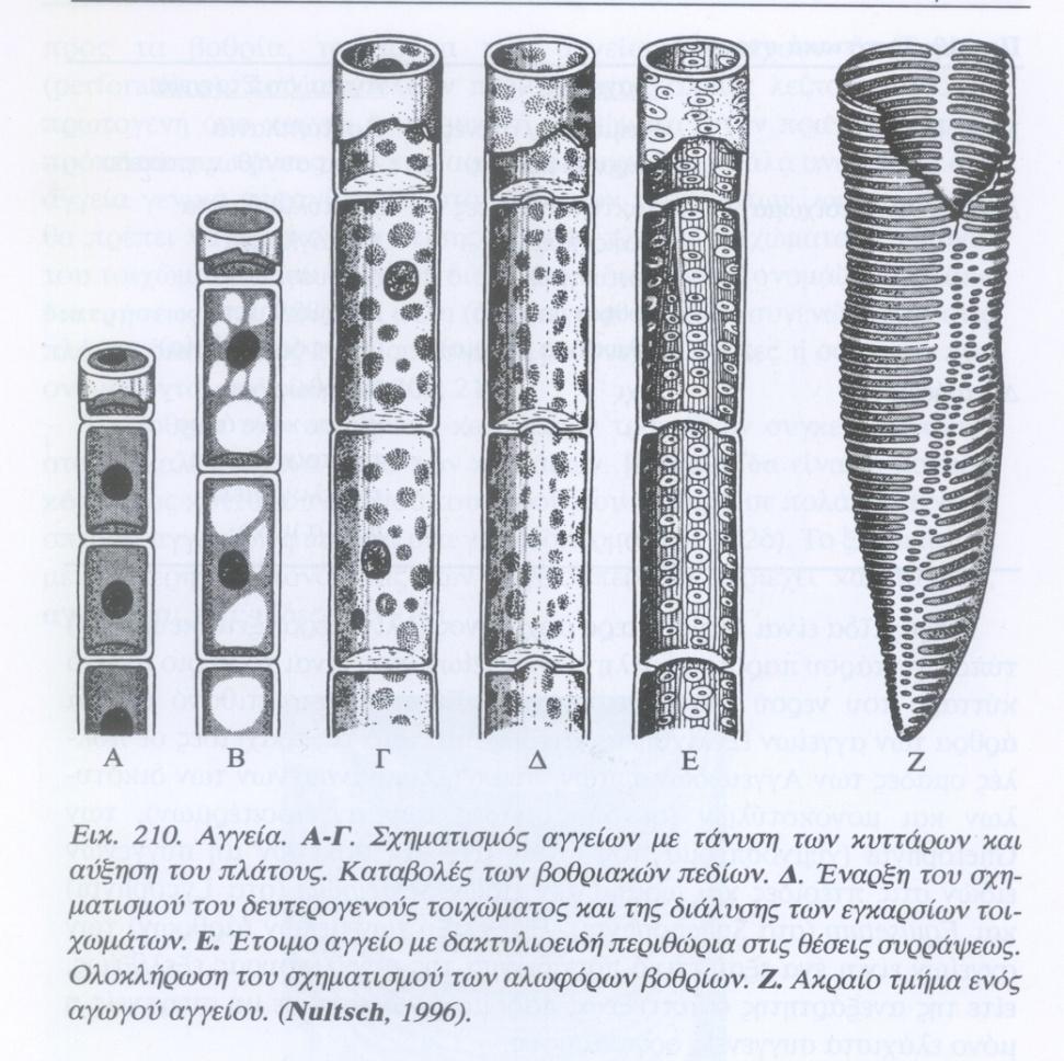 Ξύλωμα.