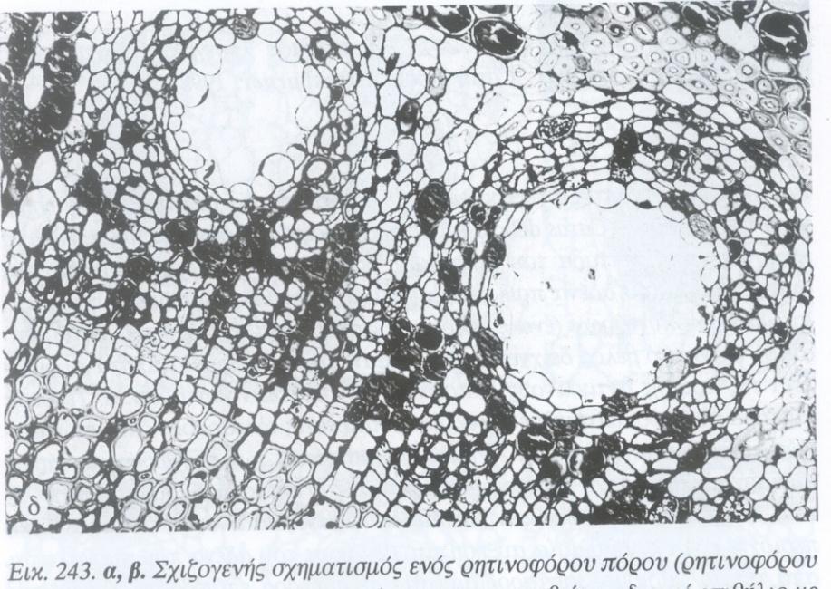 Σχιζογενείς