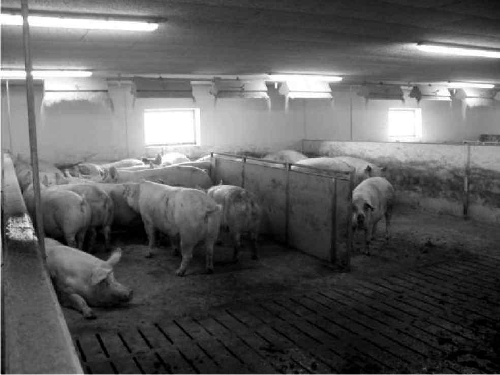 Figura 3.1 Adăpătoare tip bol Sistemul de furajare Pentru toate categoriile de porcine se aplică furajarea uscată.