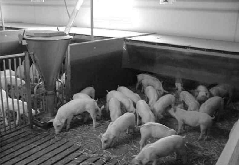 1 Alimentator care permite accesul liber la furaje Controlul condiţiilor de microclimat Ventilaţia compartimentelor pentru porci se face printr-un sistem mecanic care funcţionează pe principiul