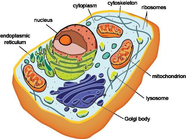 PLAZMOLIZA (reverzibilen pojav) = krčenje protoplasta in njegovo odstopanje od cel. stene zaradi hipertoničnega okolja, v katerem celica izgublja vodo; npr.