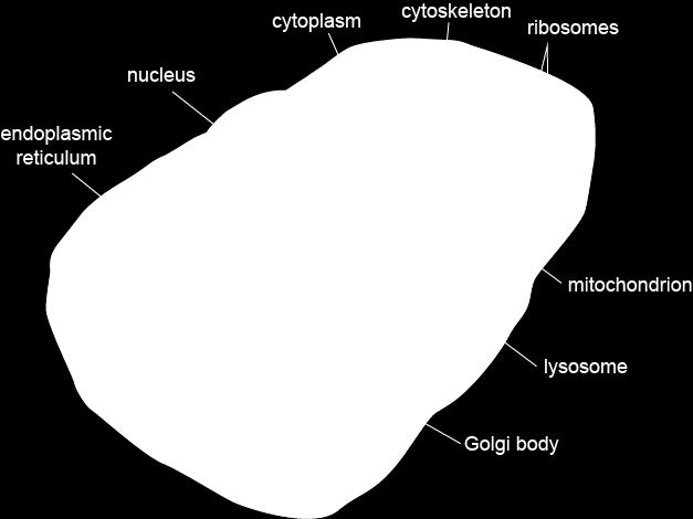 steno > turgescentna celica (turgorski tlak turgor) *hipotonično okolje nižja konc.