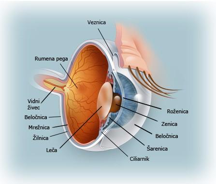 RODOPSIN β karoten -> vit A -> vidni pigment rumena pega: -največja gostota čutnic (samo čepnice) slepa pega: -mesto, kjer izhaja vidni živec -ni mrežnice čut. celic steklovina: -3.