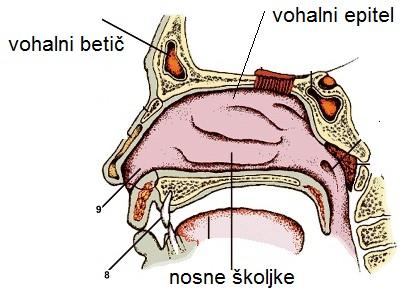 pomen: -hrana (jo najti) -izogib plenilcu -sporazumevanje -iskanje partnerja -orientacija v prostoru človek: narebrena sluznice (hrustanec pokrit s sluznico) = nosne školjke poveča se površina